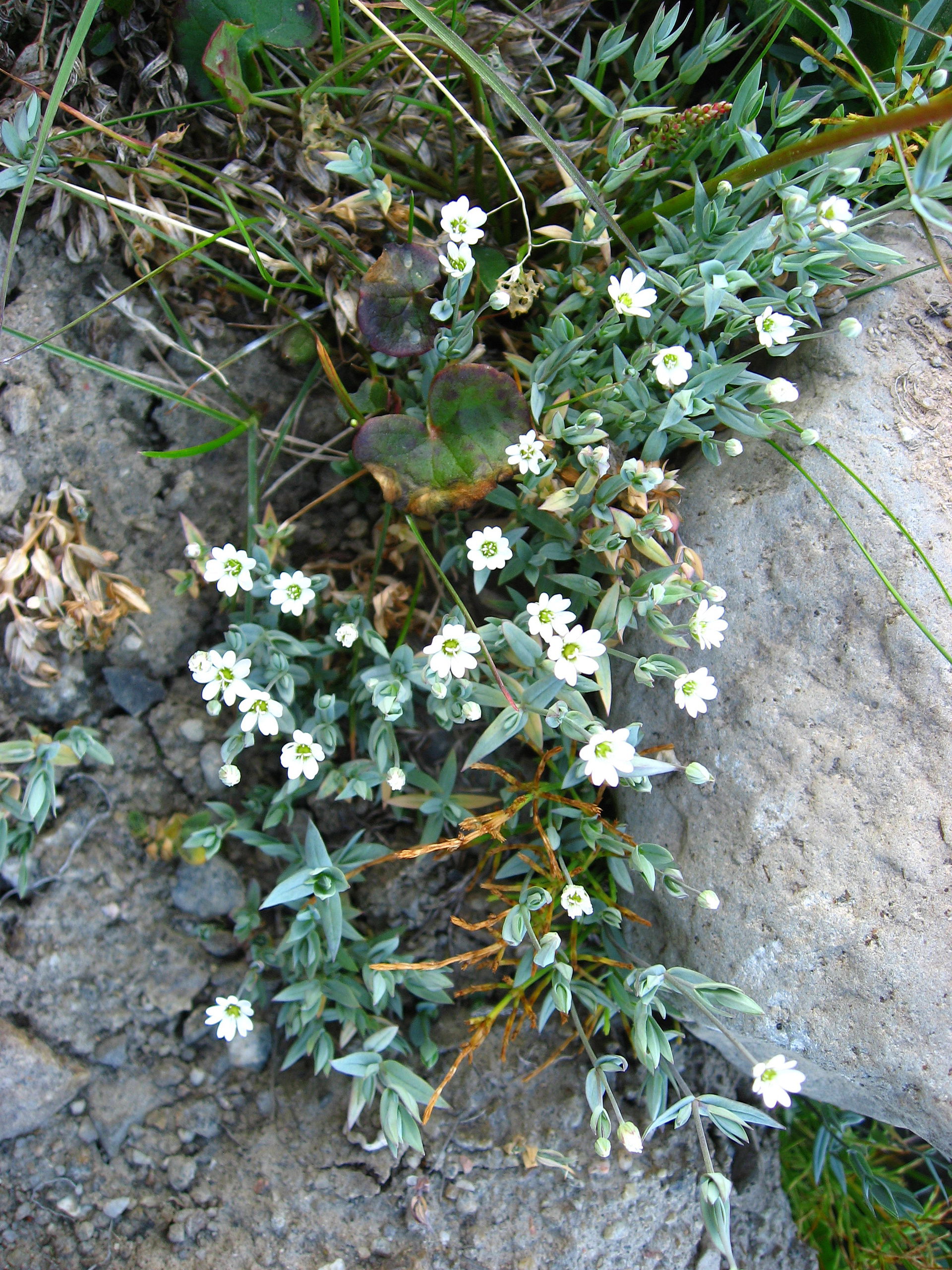 Long-stalk starwort (Stellaria longipes) photographed near east…