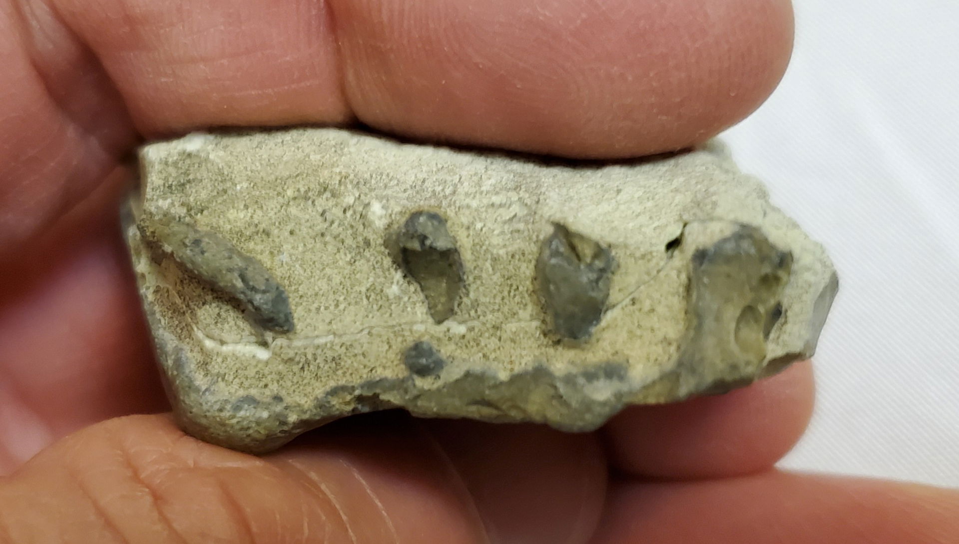 Opalised vertebrate ribs in Fort Hays Limestone found in upper …