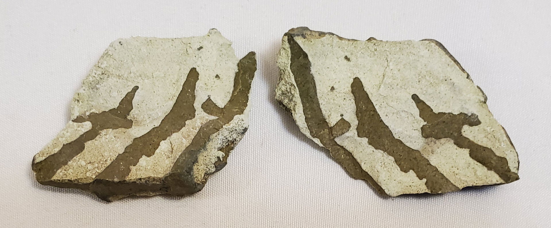 Opalised vertebrate ribs in Fort Hays Limestone found in upper …