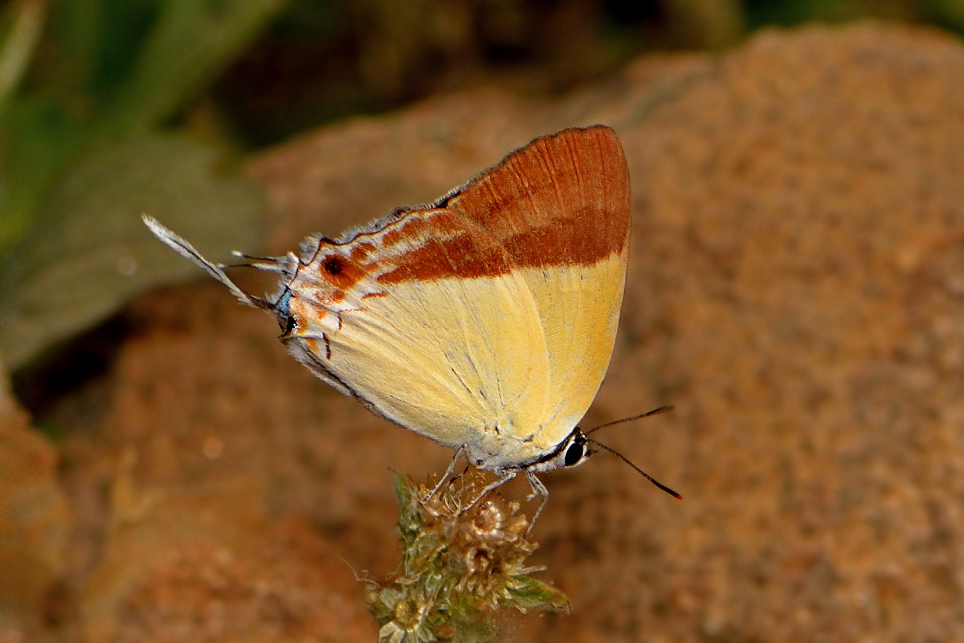 Close wing position of Charana mandarinus (Hewitson, (1863)) – …