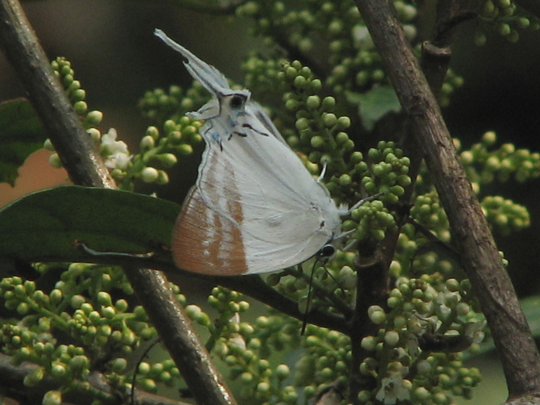 madarin blue underwing