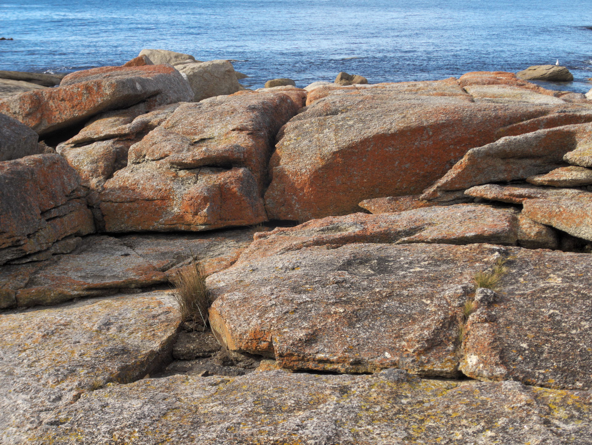 Rocky coast at Bicheno, Tasmania.