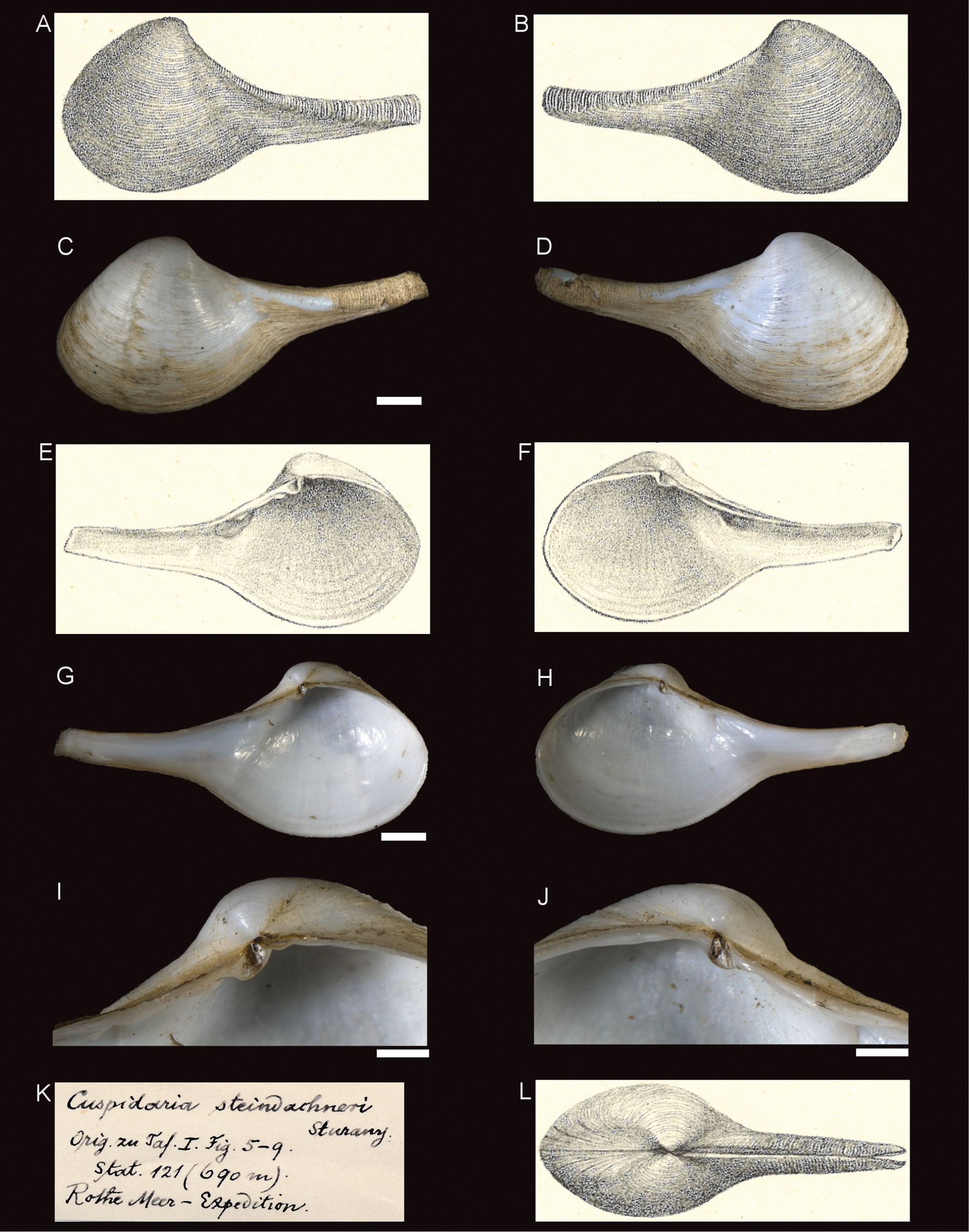 Figure 19; Cuspidaria steindachneri Sturany, 1899, station 121,…