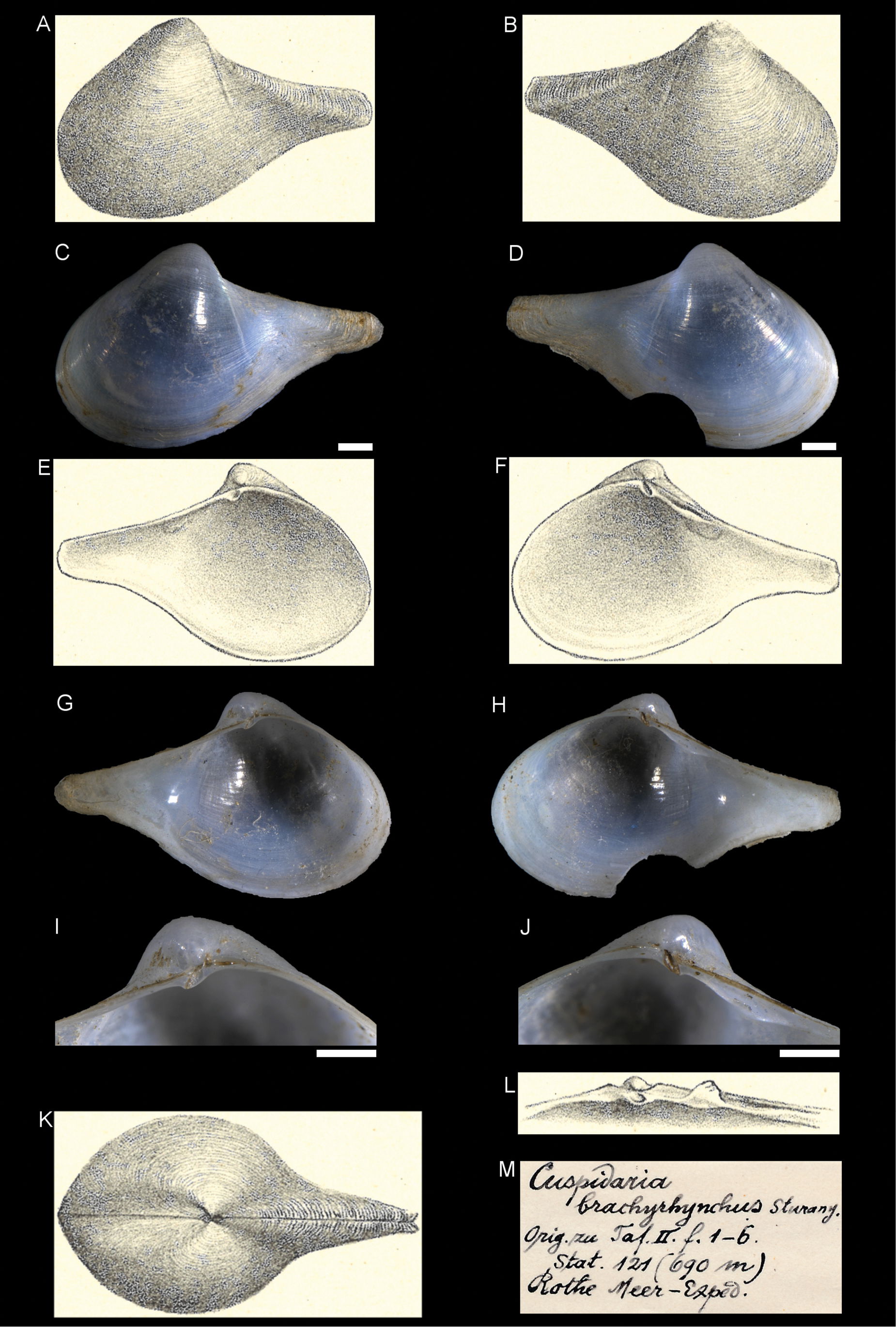 Figure 16; Cuspidara brachyrhynchus Sturany, 1899, Station 121,…