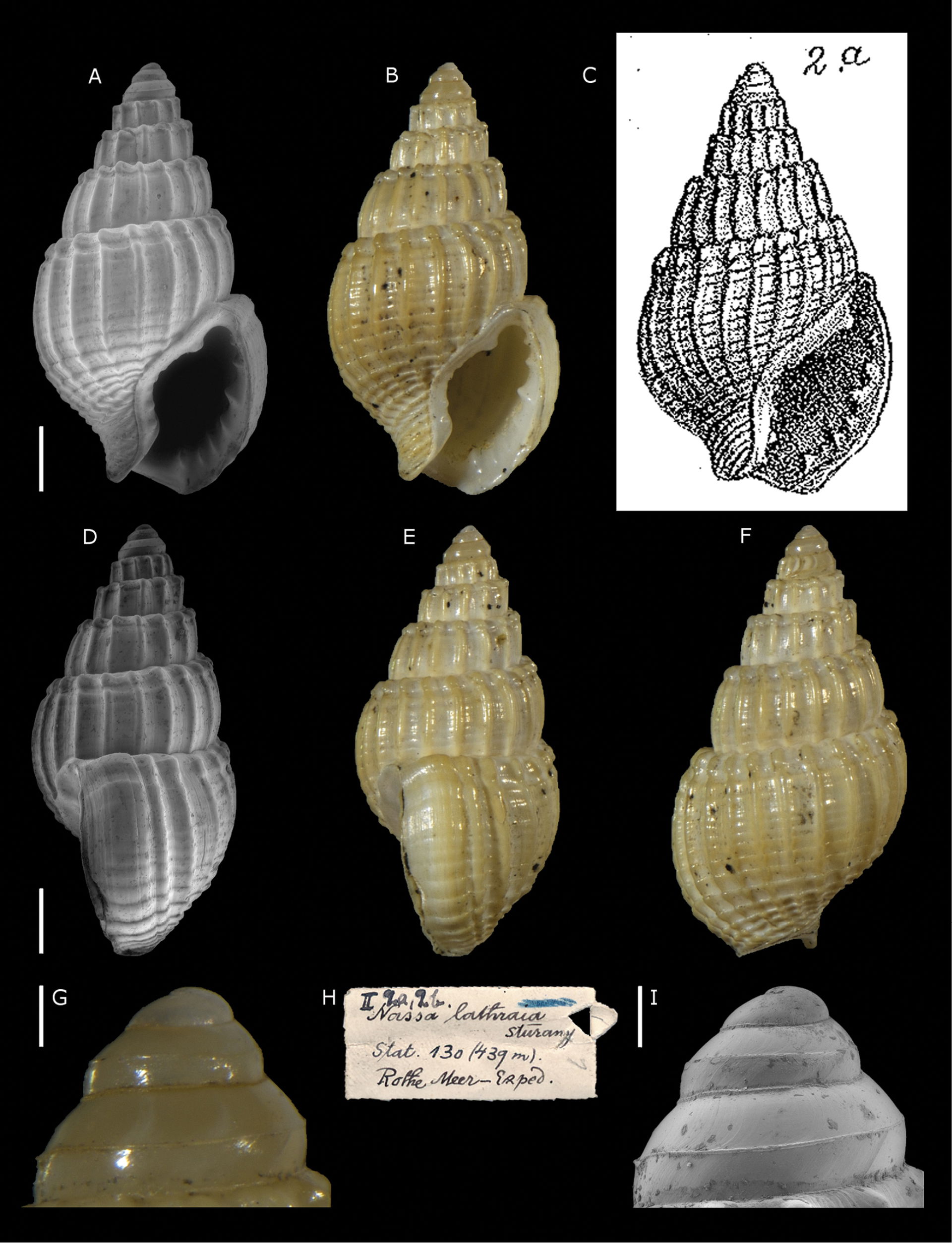 Figure 12; Nassa lathraia Sturany, 1900 [= Nassarius mundus], S…
