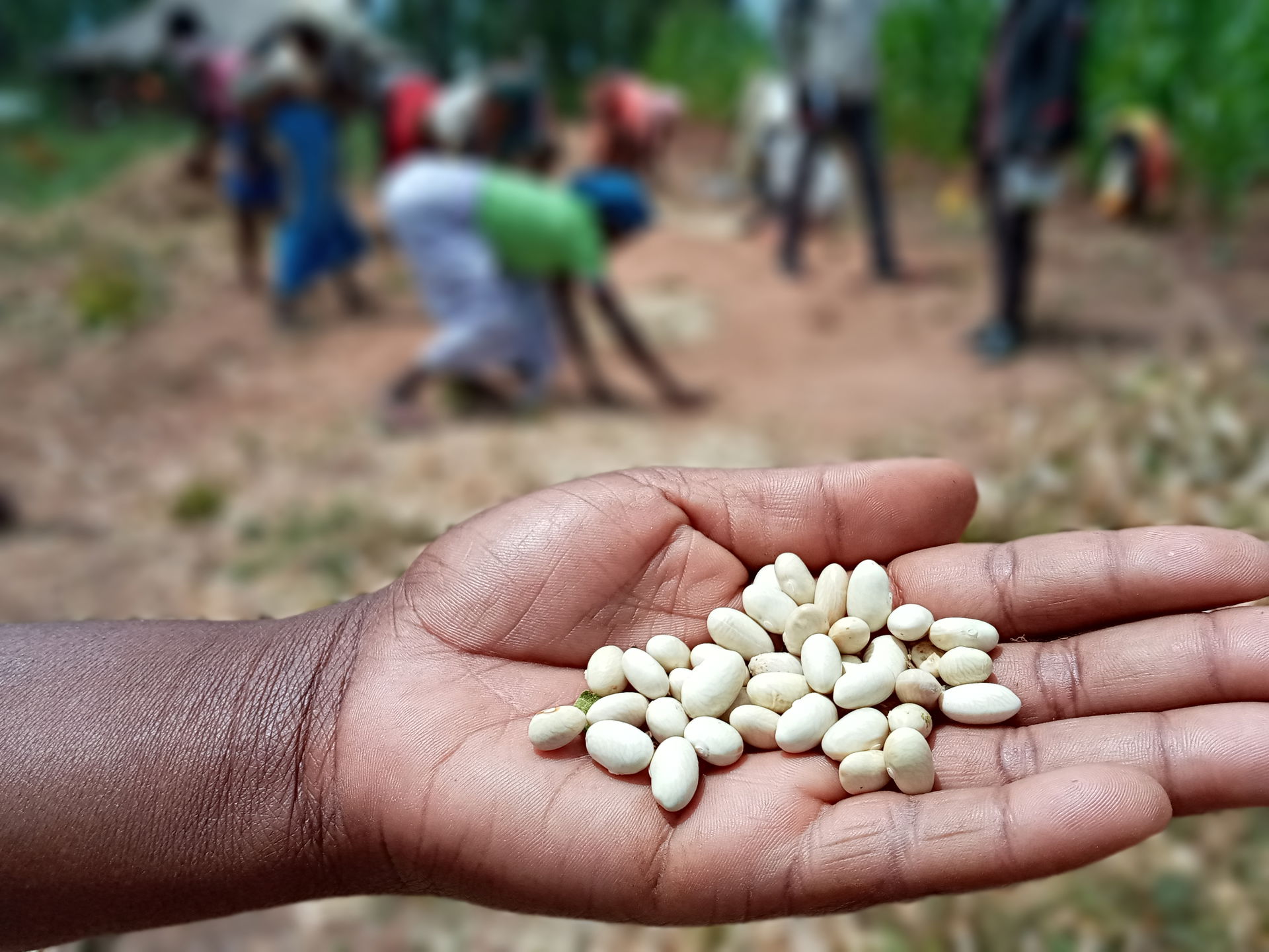 Image of freshly harvested legumes in Bié province