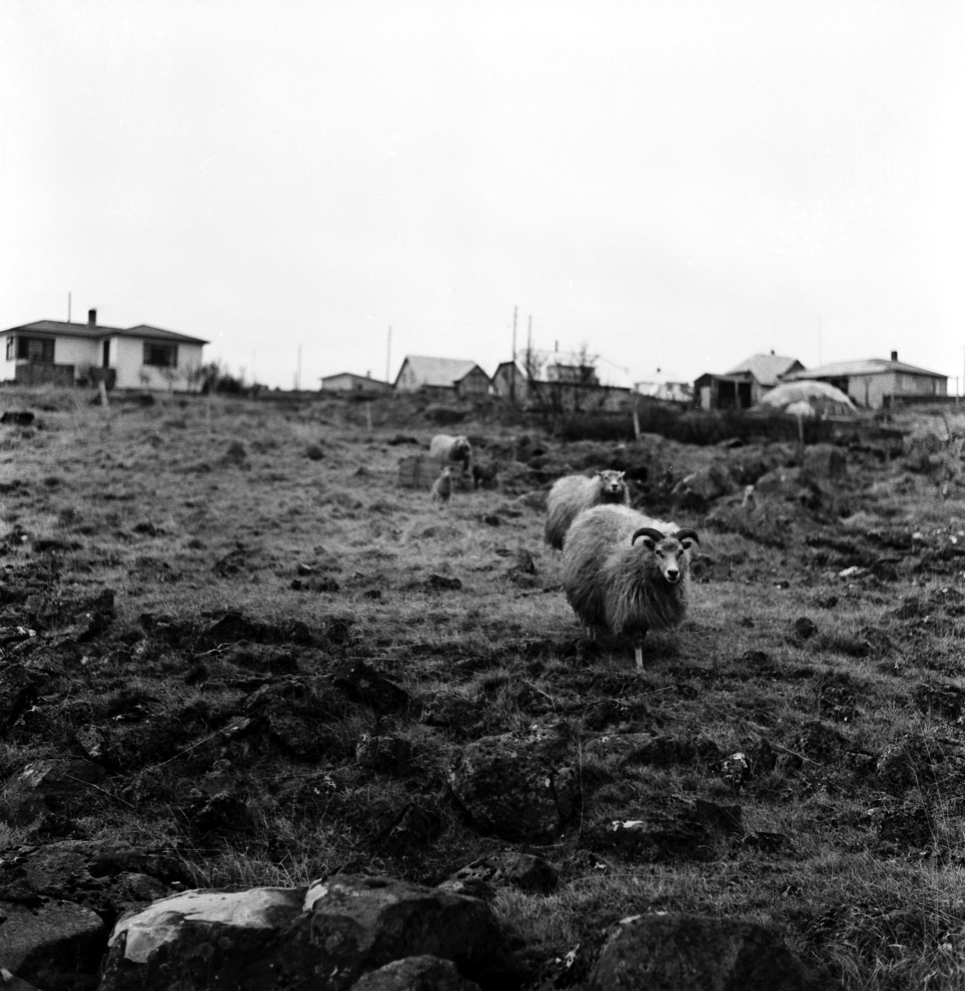 Sheep grazing the hills of Kópavogur, ca. 1960.
This photo was …
