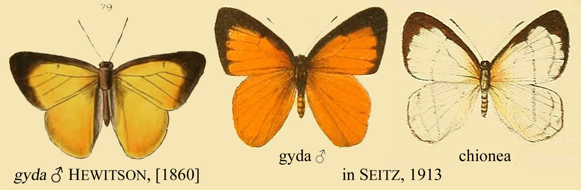 Euselasia gyda early synonymy.
