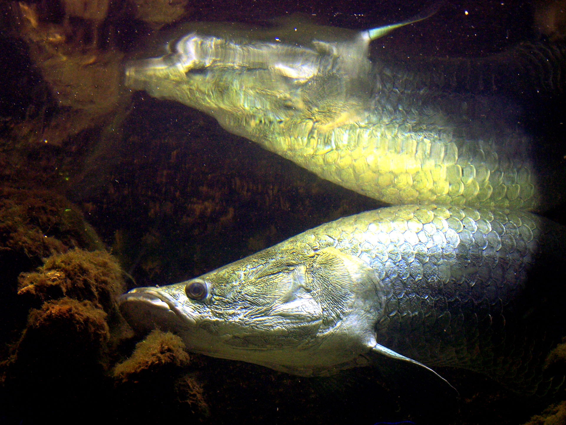 Taxonomy (with index of trivial names):
Arapaima gigas (Schinz,…