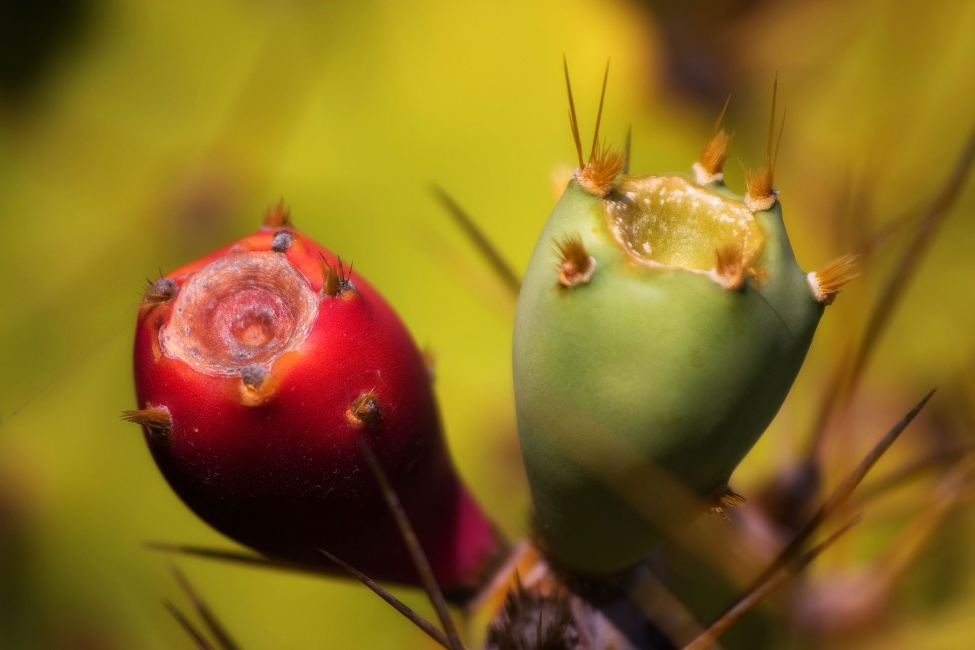 <a href="http://www.fotografiasdegrancanaria.com" rel="noref…