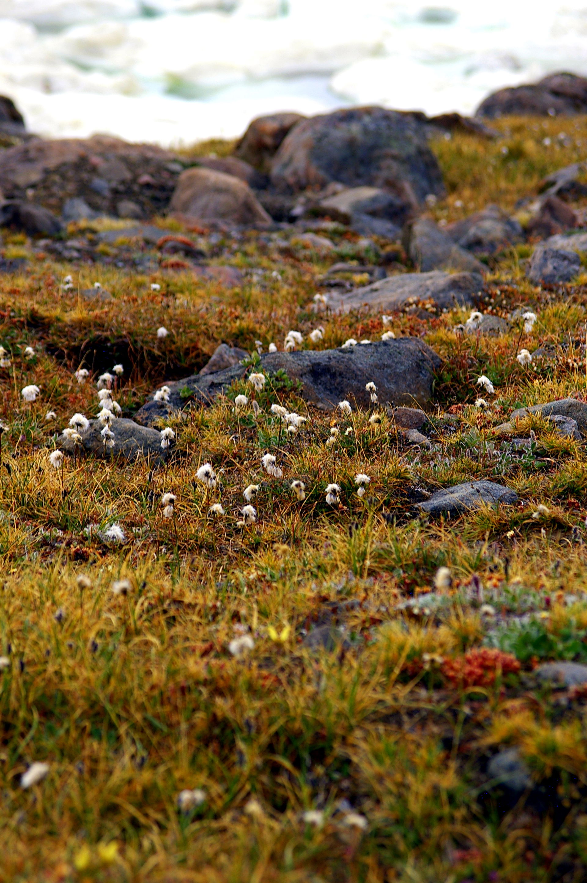 More green in Grise Fiord. So surprising for a community so far…