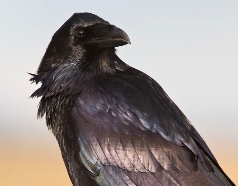 Common Raven (C. corax varius) in Stokkseyri, Iceland.