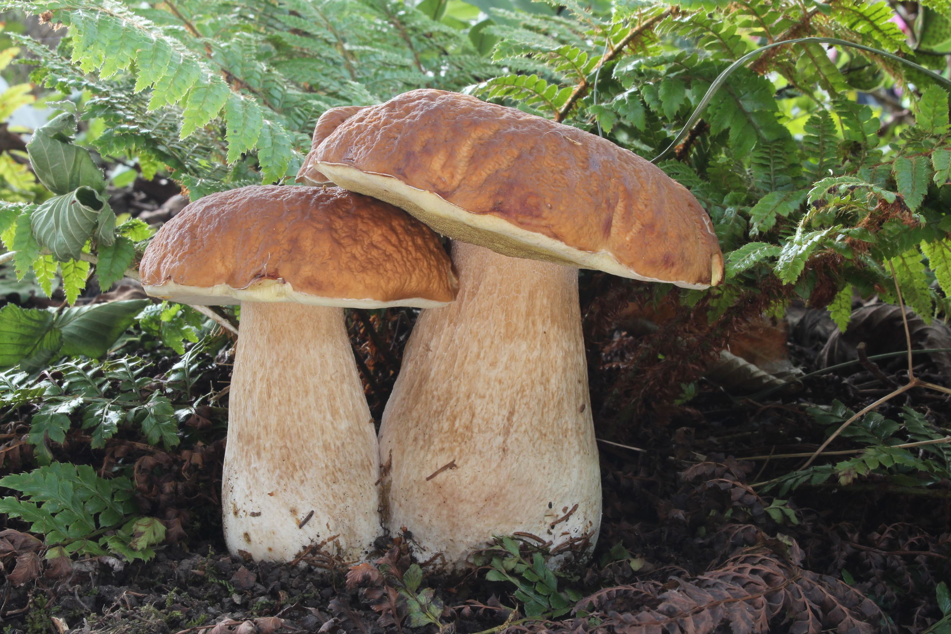 Penny bun, Boletus edulis. Location: Germany, Erbach, Ringingen.
