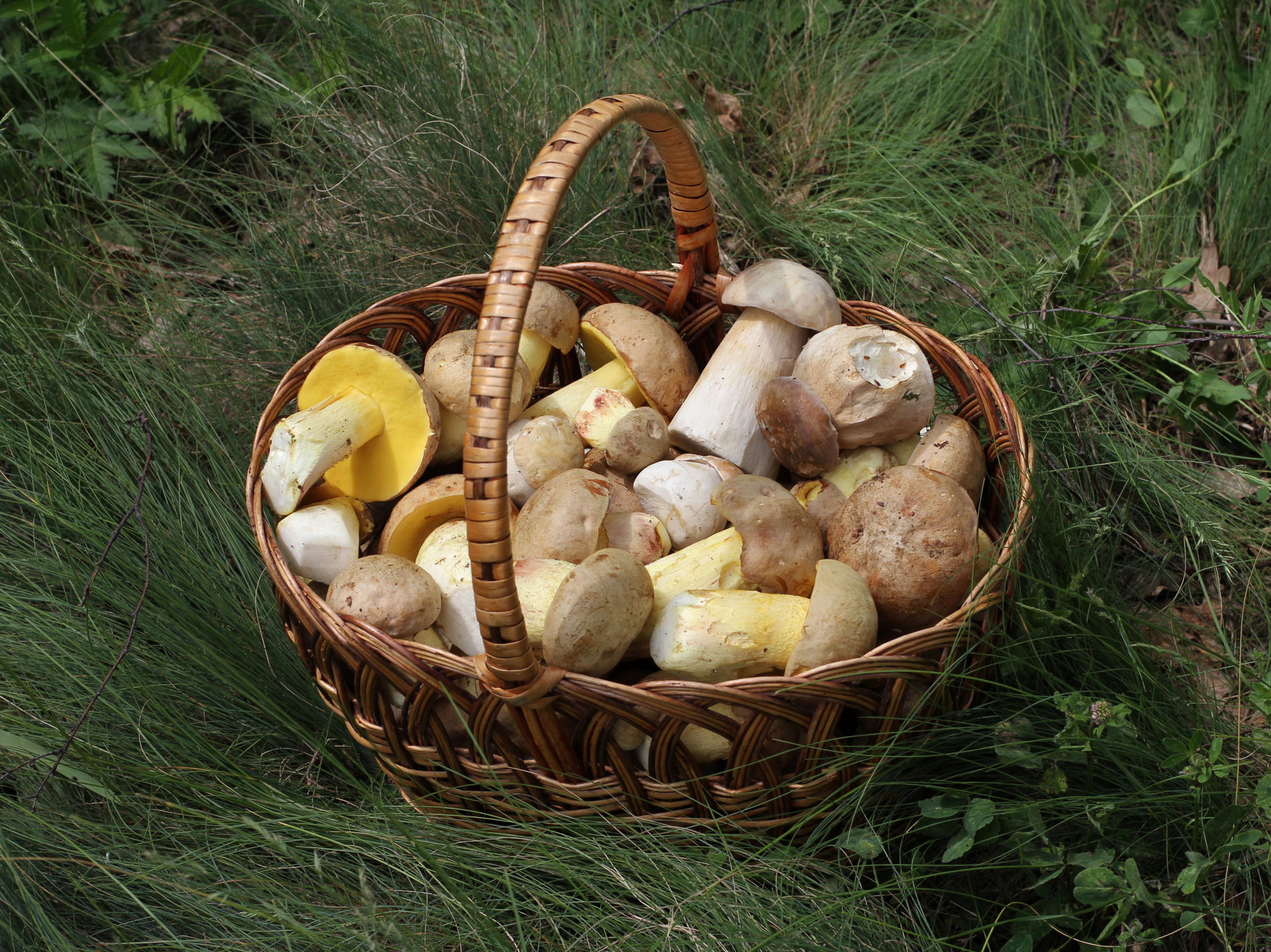 Picked edible fungi in basket. Cep (Boletus edulis, Boletus ret…