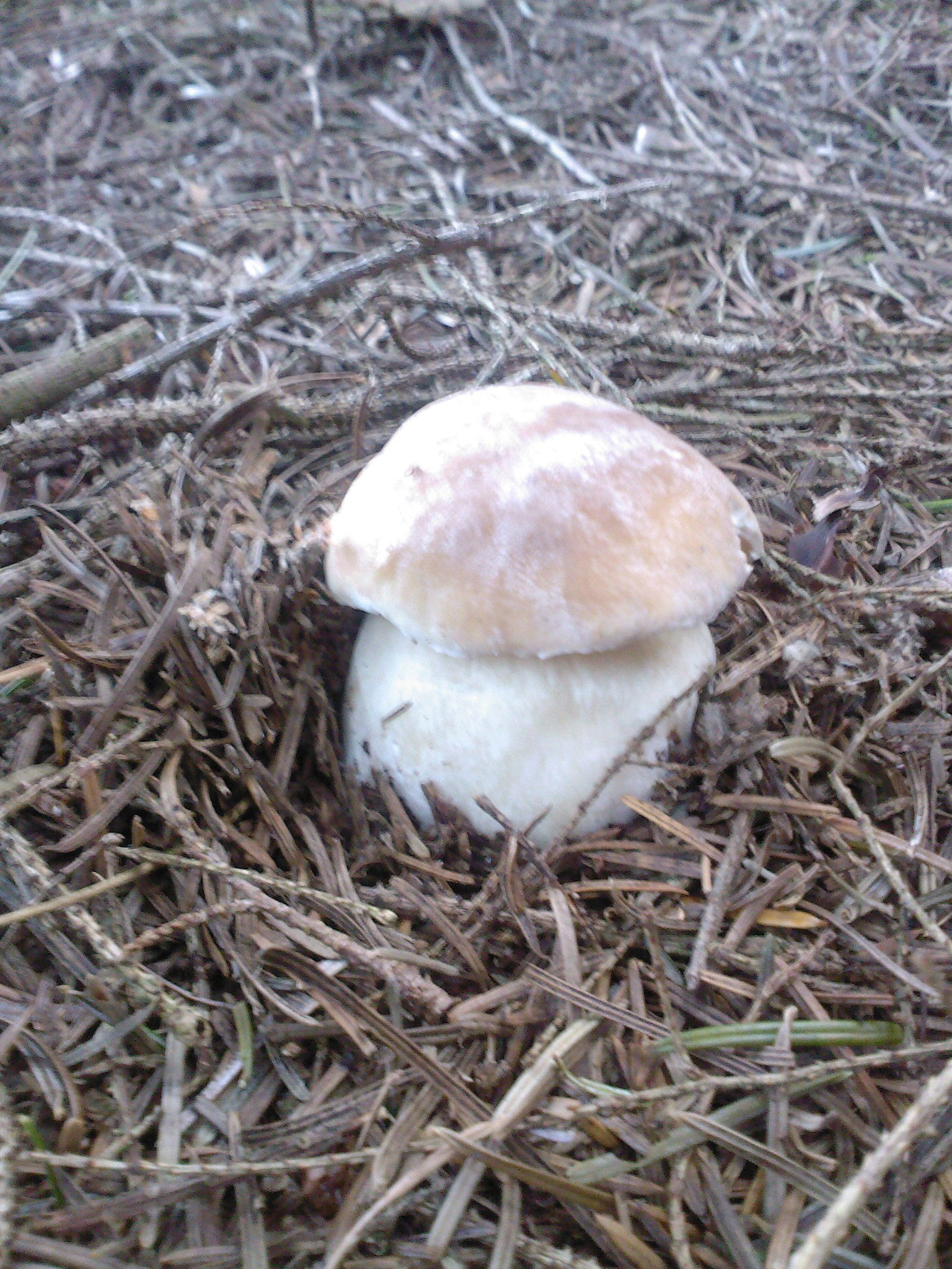 Jeune cèpe de Bordeaux