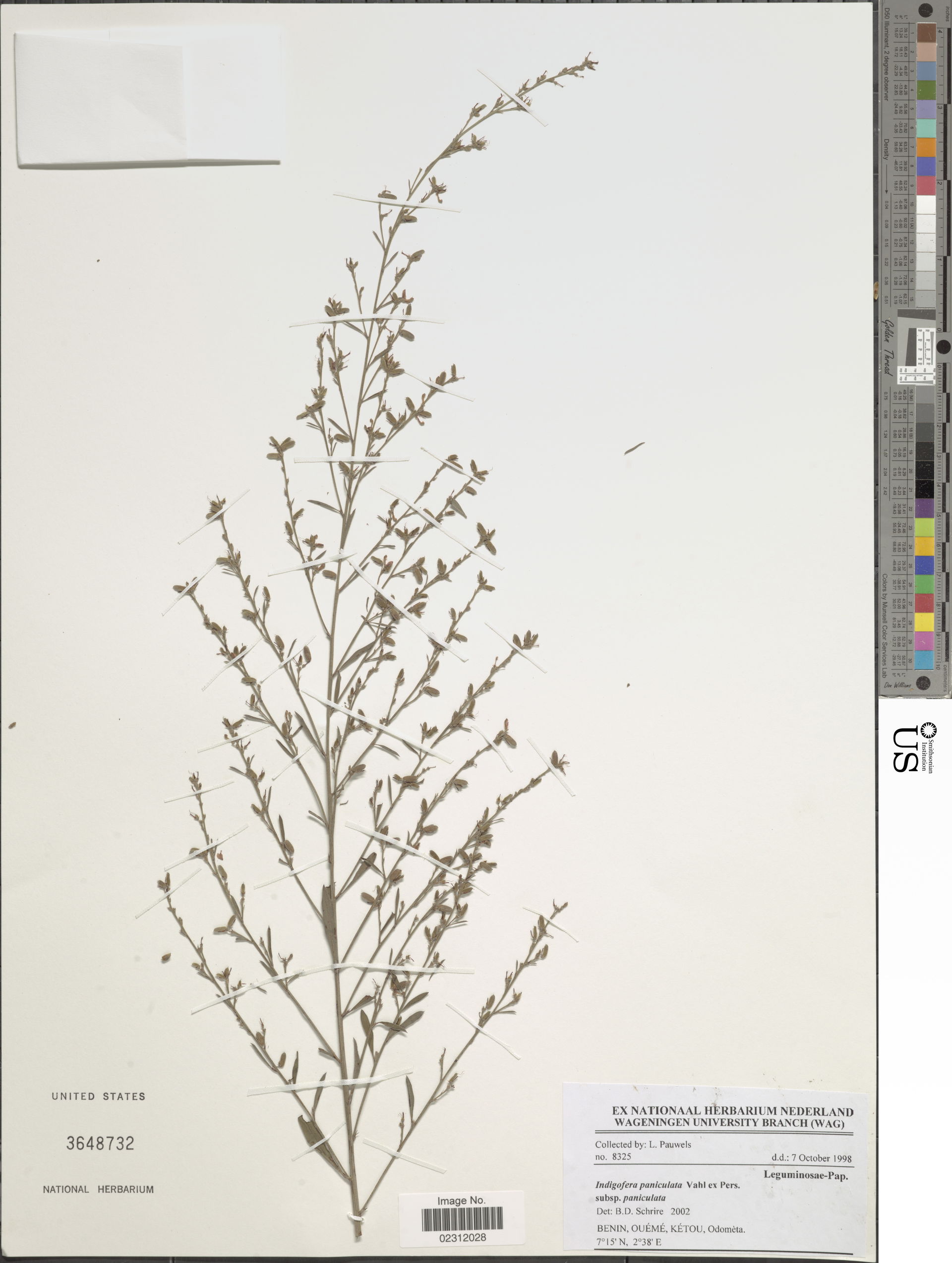 *Indigofera paniculata Pers.
Object Details
Biogeographical Reg…