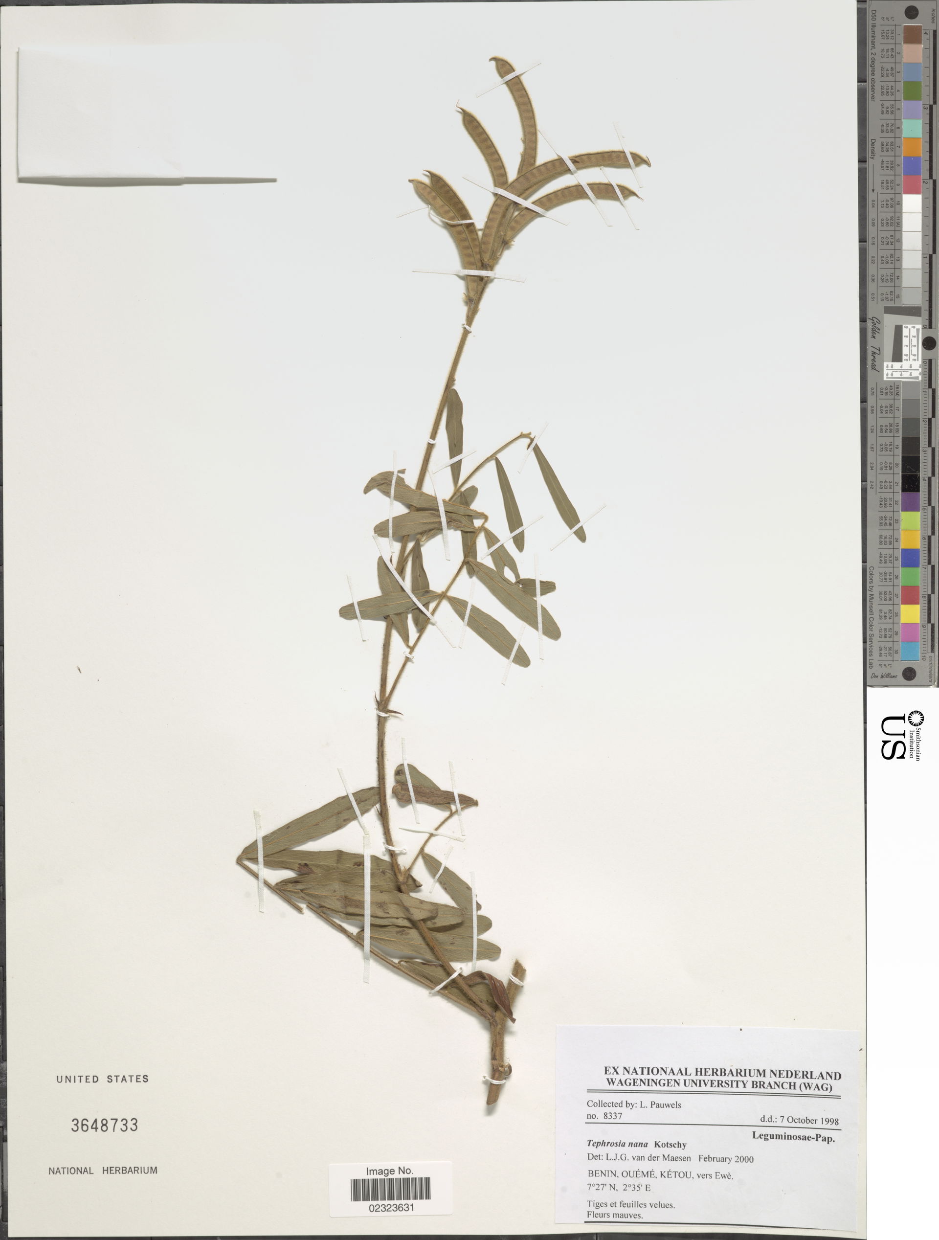 *Tephrosia nana Kotschy ex Schweinf.
Object Details
Biogeograph…