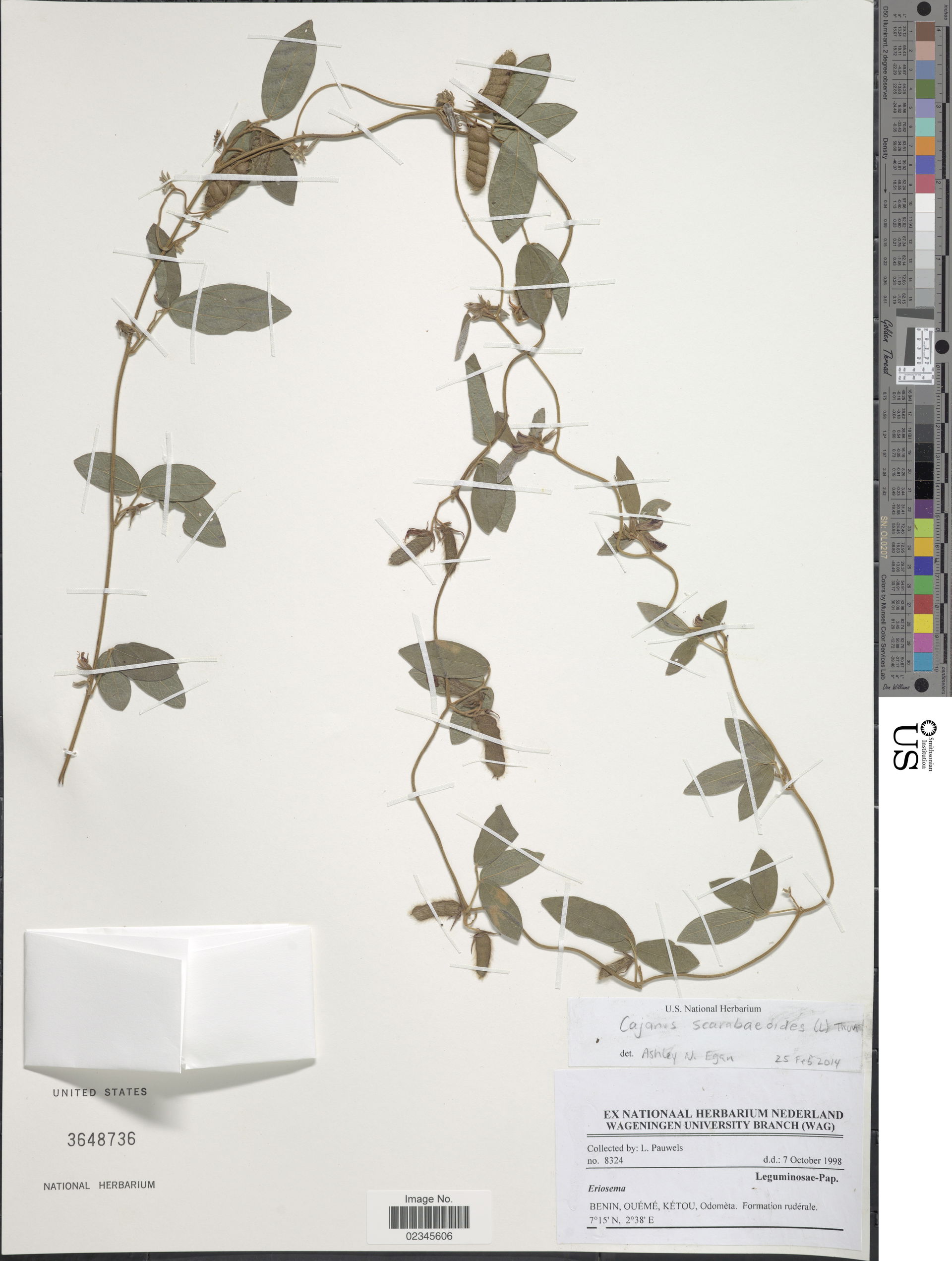 *Cajanus scarabaeoides (L.) Thou. ex Graham
Object Details
Biog…