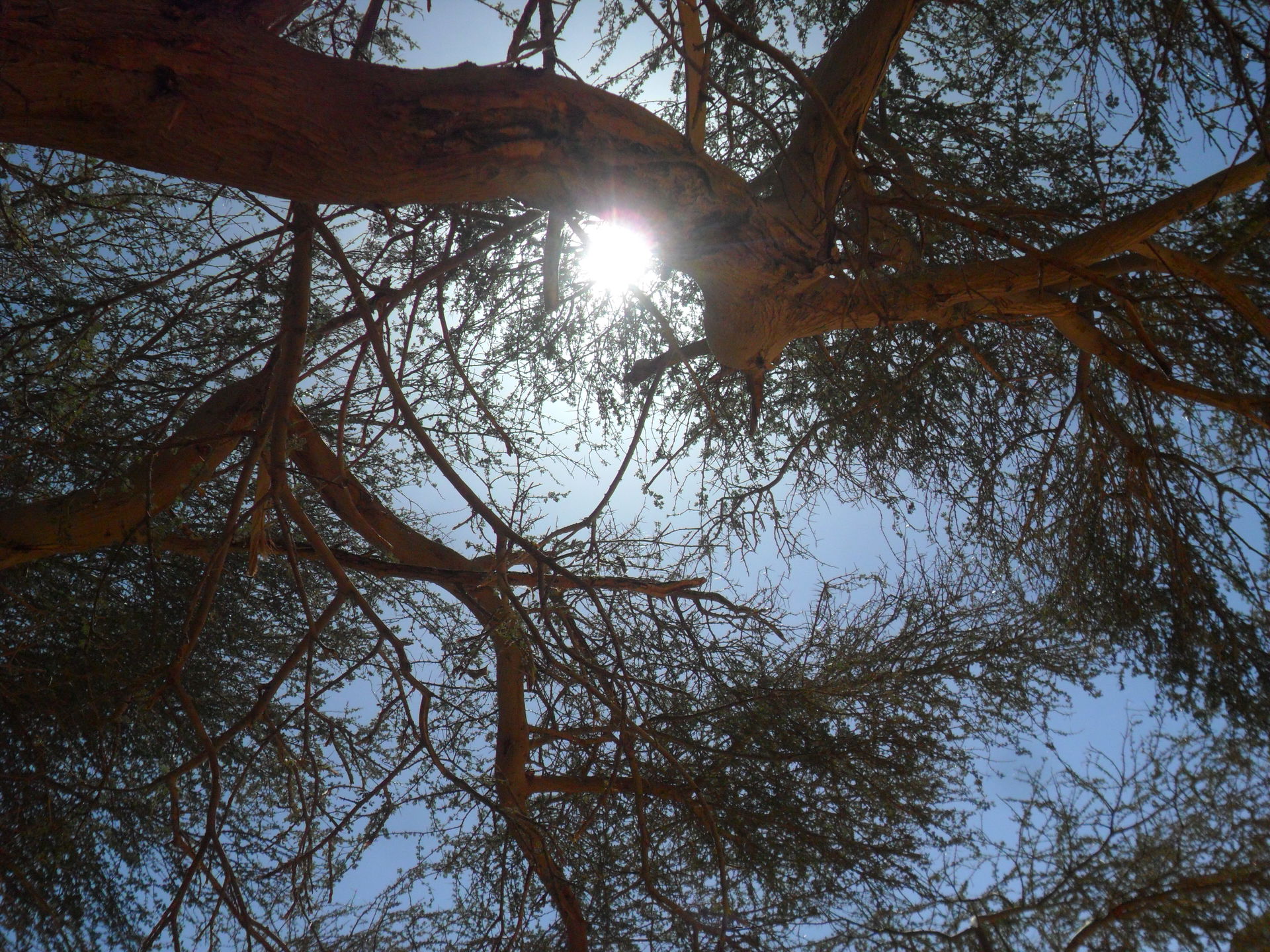 Under a tree near the legendary ORIDA water source north-East o…
