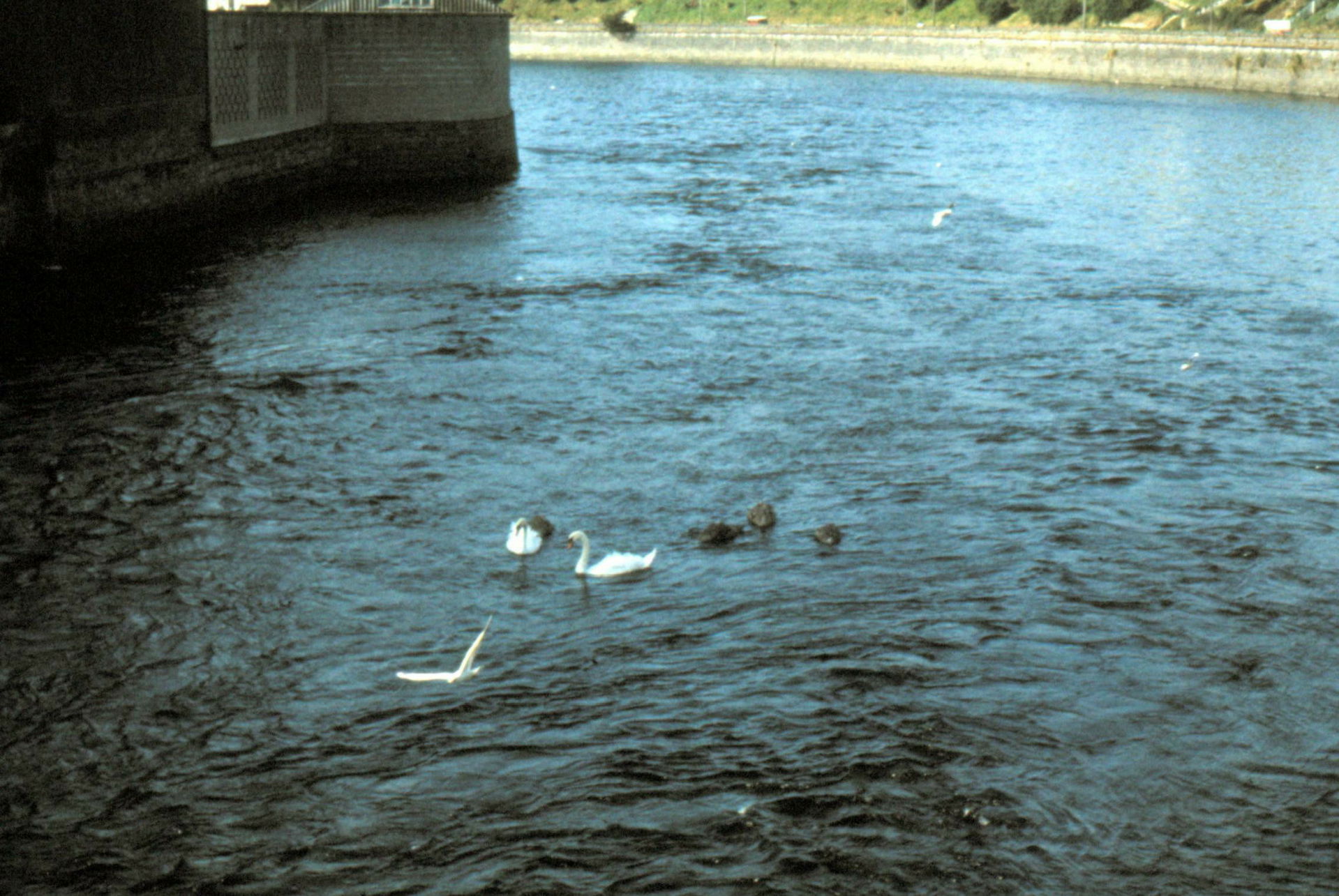 Sligo - 1982