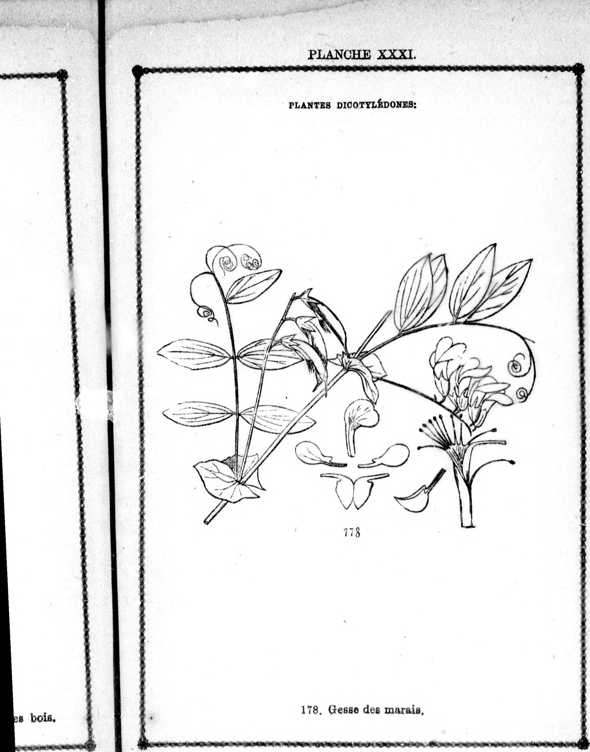 Title: Cours élémentaire de botanique et flore du Canada à l'us…