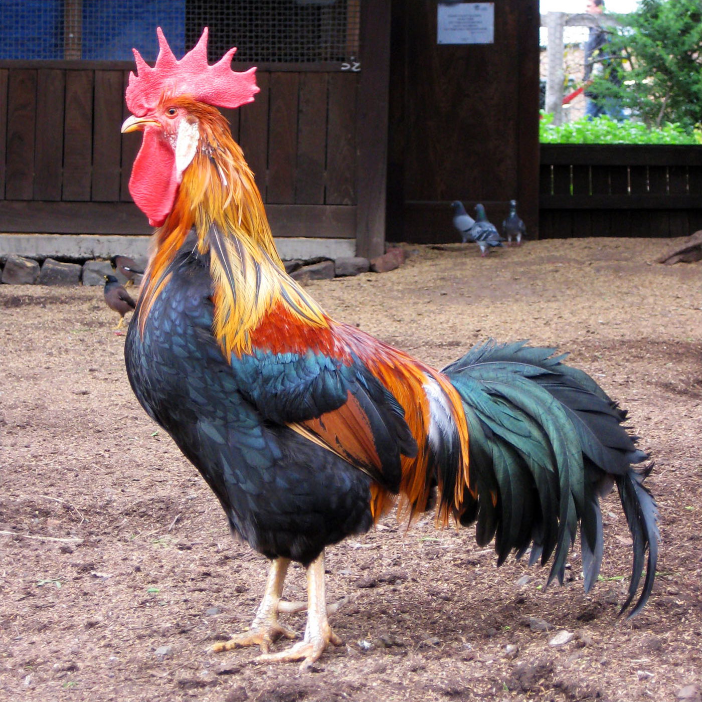 A Brown Leghorn rooster at Collingwood Children's Farm in Abbot…