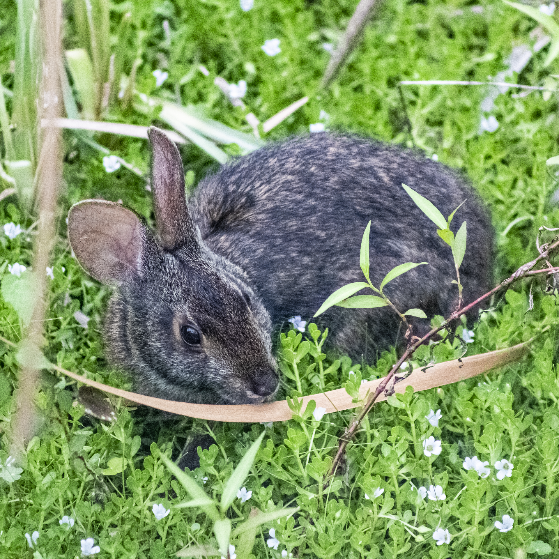 Marsh Rabbit on Florida panhandle boardwalk trail, sniffing wat…