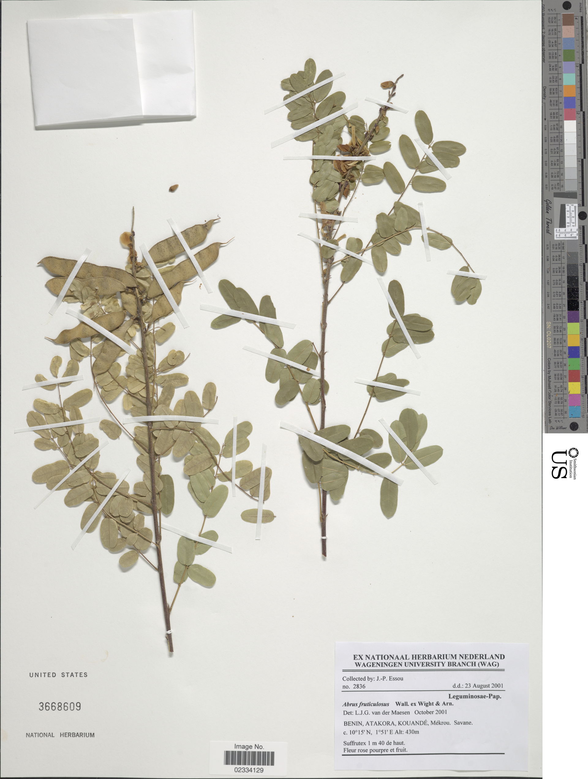 *Abrus fruticulosus Wight & Arn.
Object Details
Biogeograph…