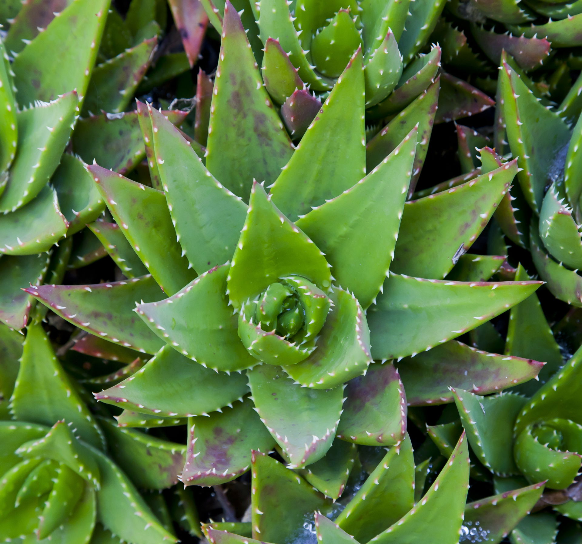Aloe, mill garden, Sierra of Saint Philip, Portugal