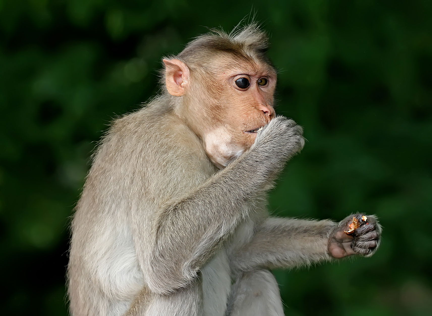 A w:Toque macaque (Macaca radiata) Monkey eating peanuts. Pictu…