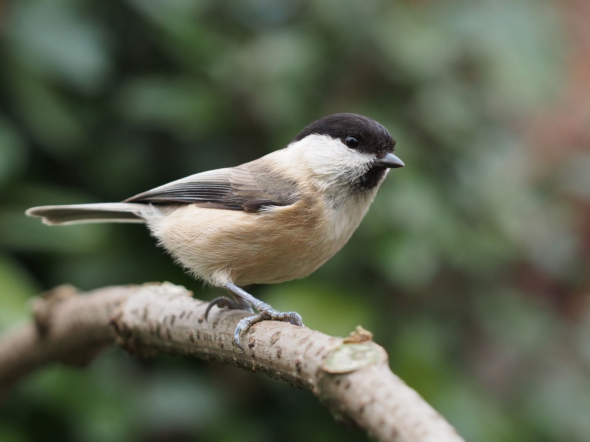 Willow Tit, Poecile montanus