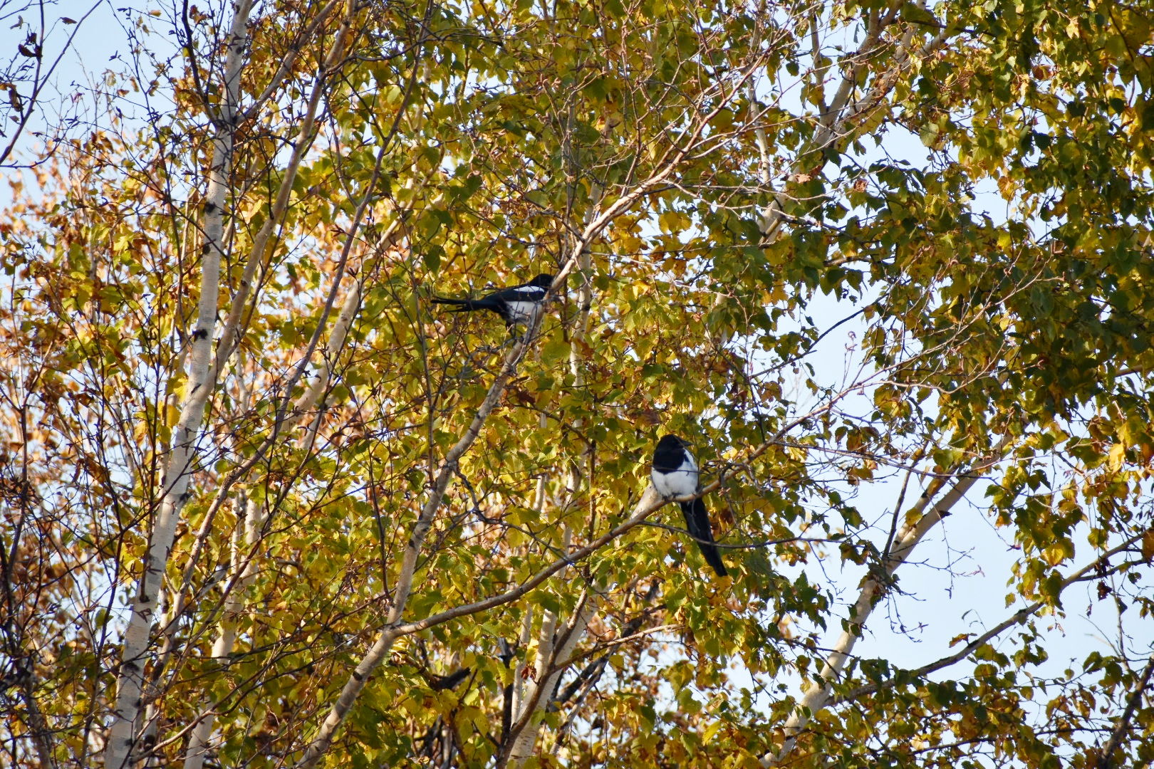 Eurasian Magpie, Kamchatka subspecies Pica pica camtschatica, U…