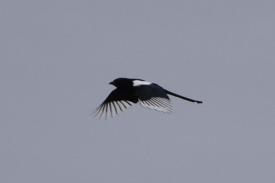 Eurasian Magpie, Kamchatka subspecies Pica pica camtschatica, U…