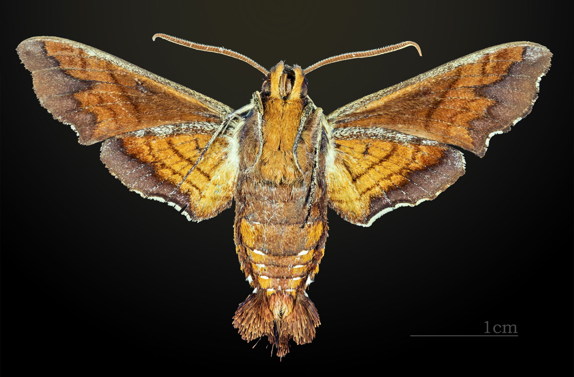 Nessus Sphinx - △ Ventral side
Collection of the Mathematician …