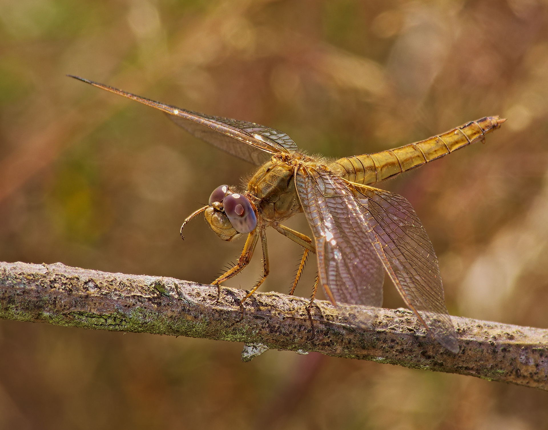 Scarlet dragonfly - Crocothemis erythraea, female. Taken in Vie…