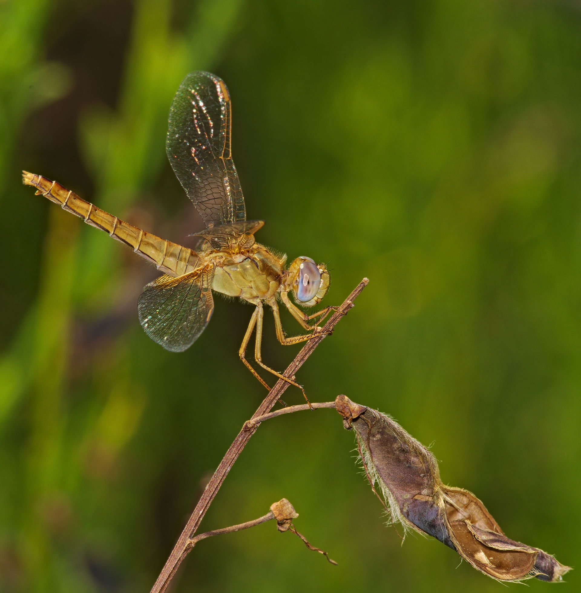 Scarlet dragonfly - Crocothemis erythraea, female. Taken in Vie…