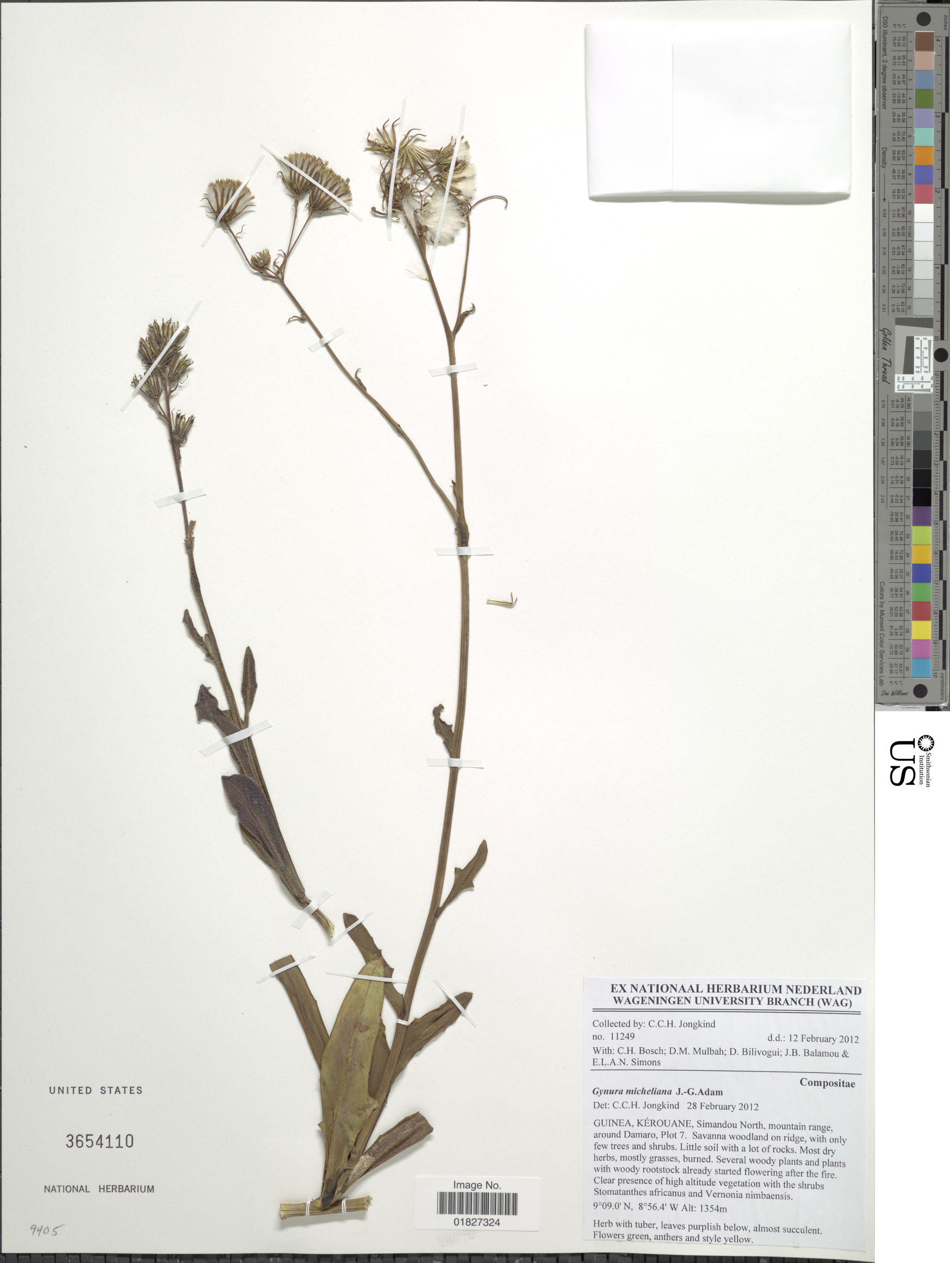 Gynura micheliana Adam
Object Details
Biogeographical Region
22…