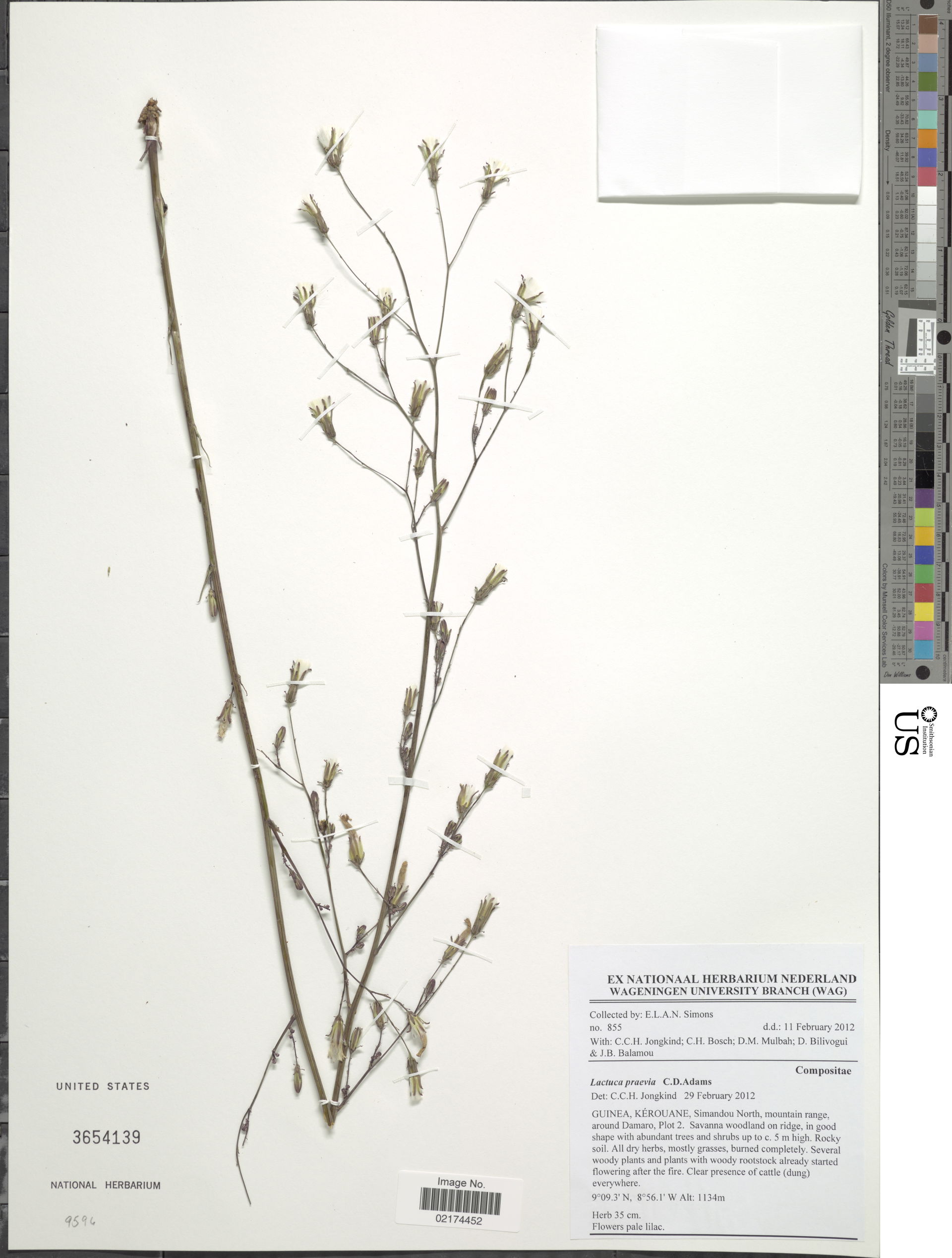 Lactuca praevia C.D. Adams
Object Details
Biogeographical Regio…