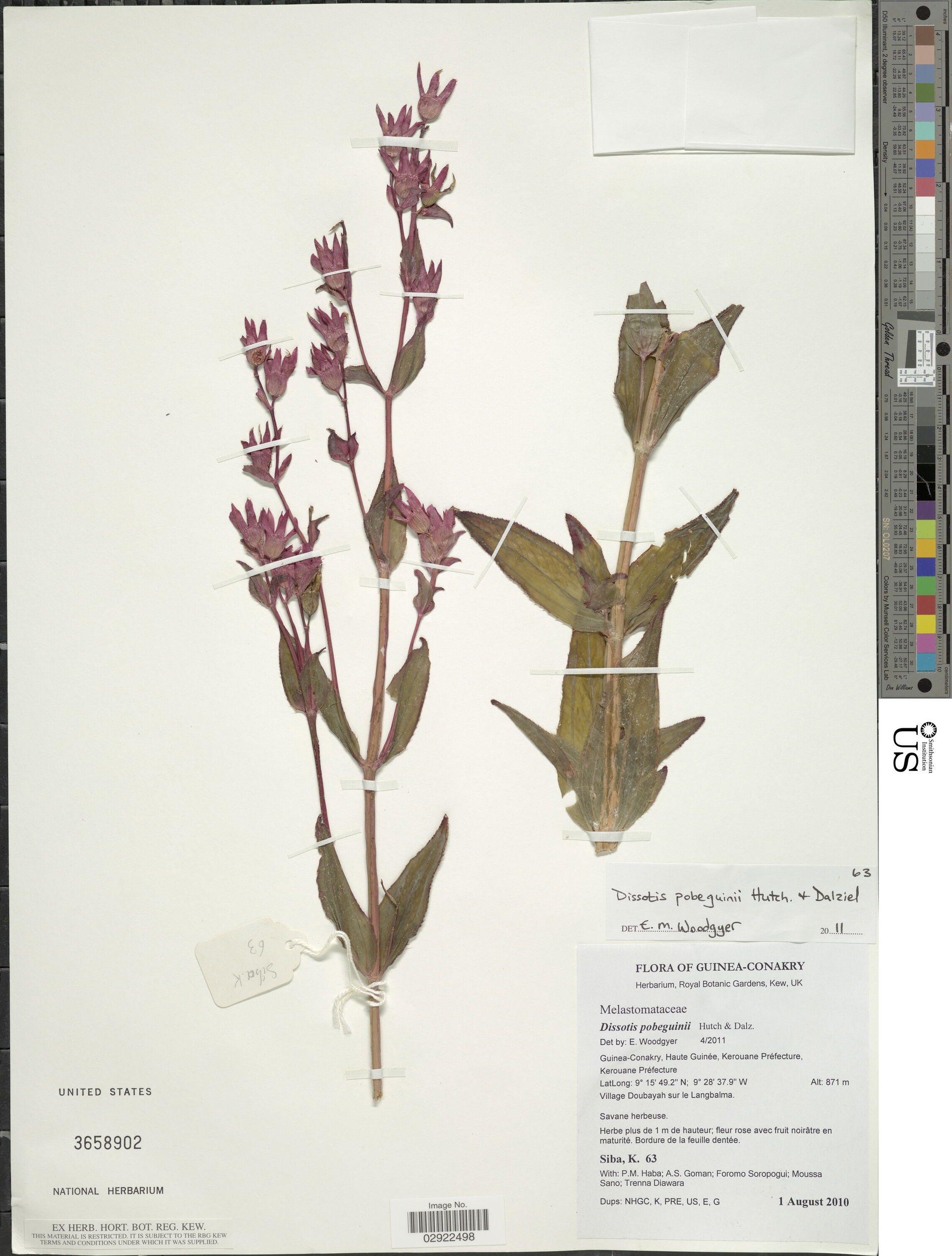 * Dissotis pobeguinii Hutch. & Dalziel
Object Details
Bioge…
