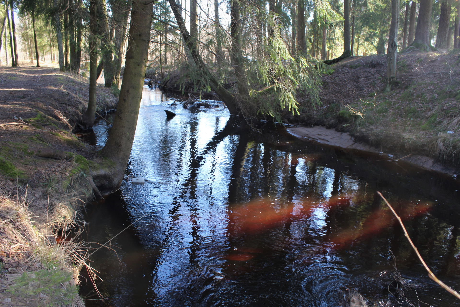 Vangaži, 2022-03-01, Straujupīte River
