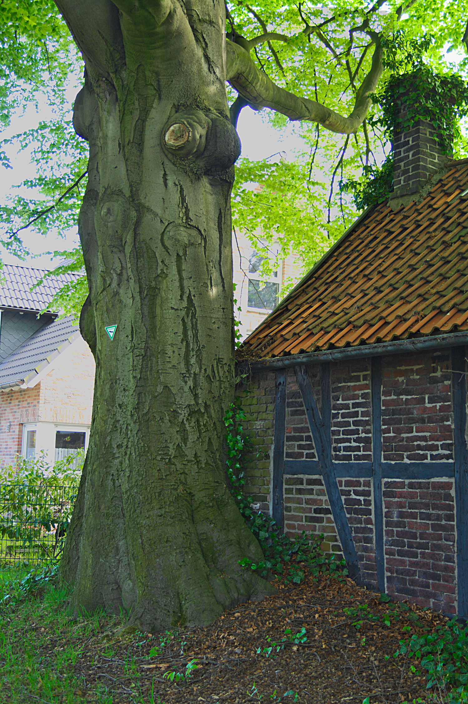 Old beech tree, marked as an natural monument (situated in Walt…