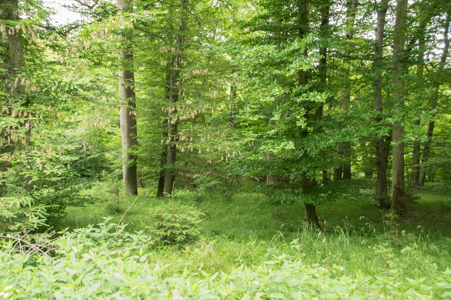 Kultur- und Naturdenkmal; ehemalige römische Villa und Badehaus…