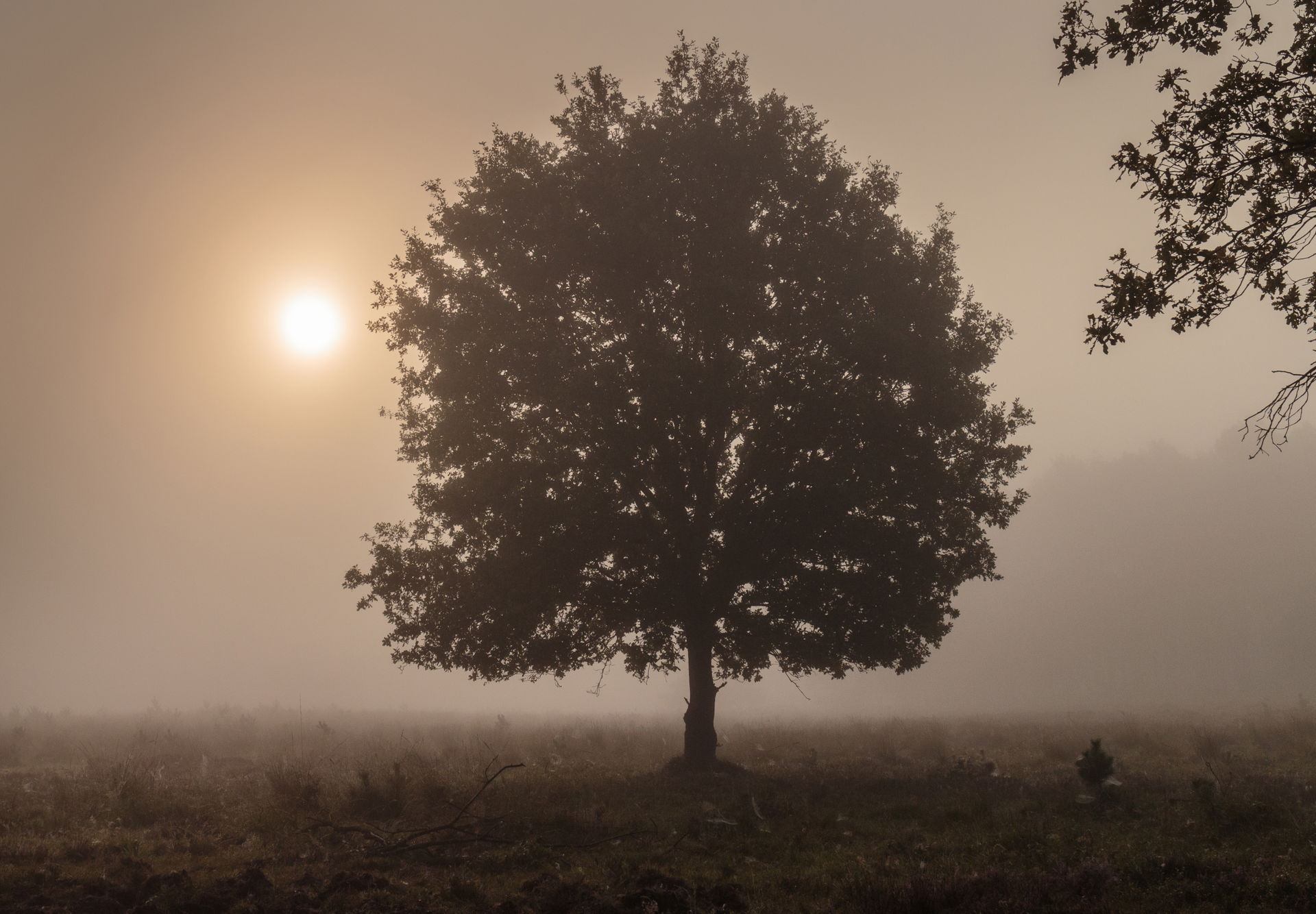 Walking the Planken Wambuis from Mossel. Morning mist hangs ove…