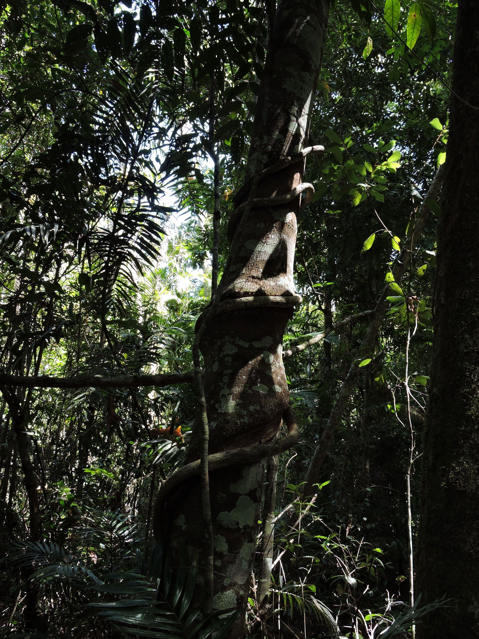 Liana Vine wrapped around tree in the Rainforest.