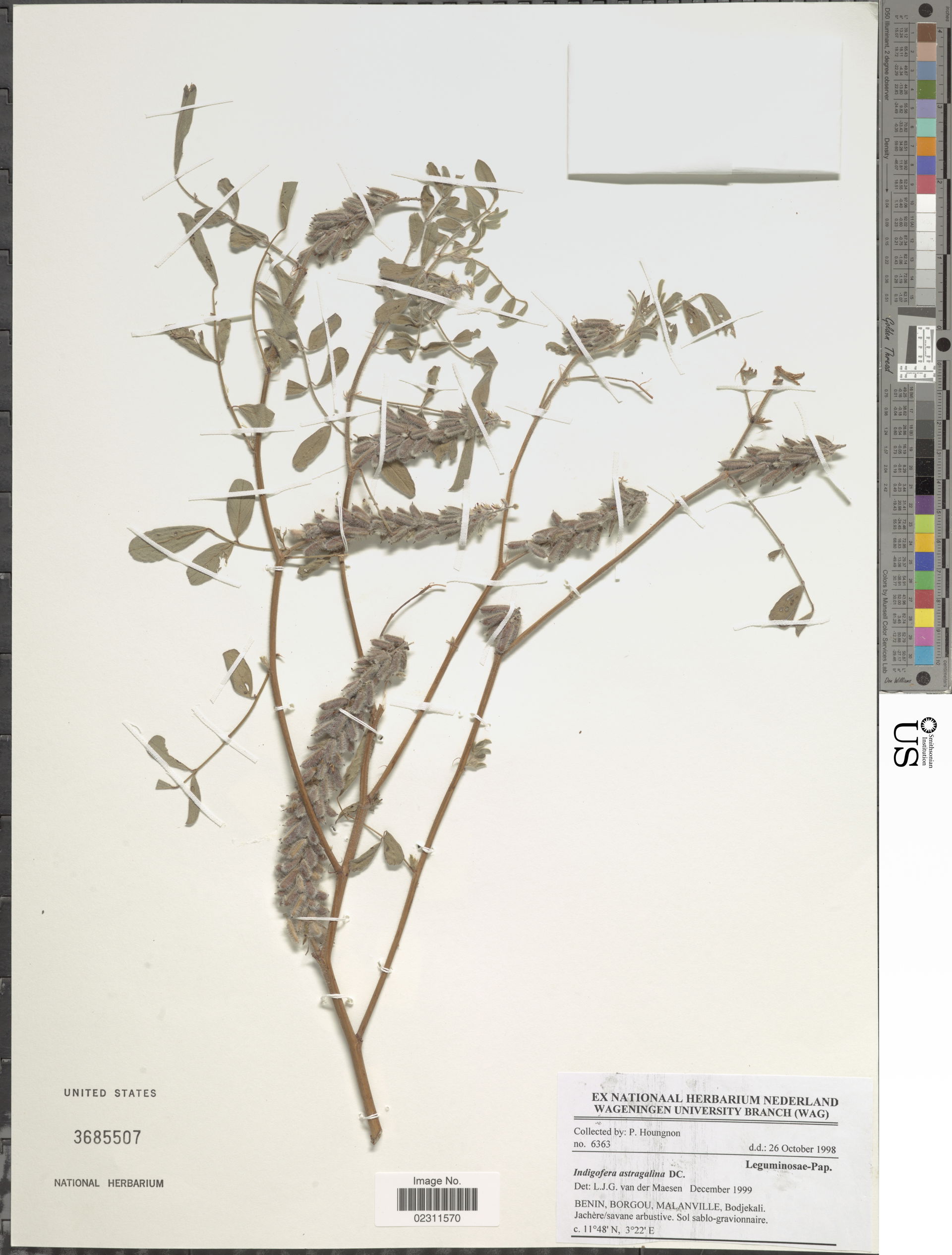 *Indigofera astrogalina DC.
Object Details
Biogeographical Regi…