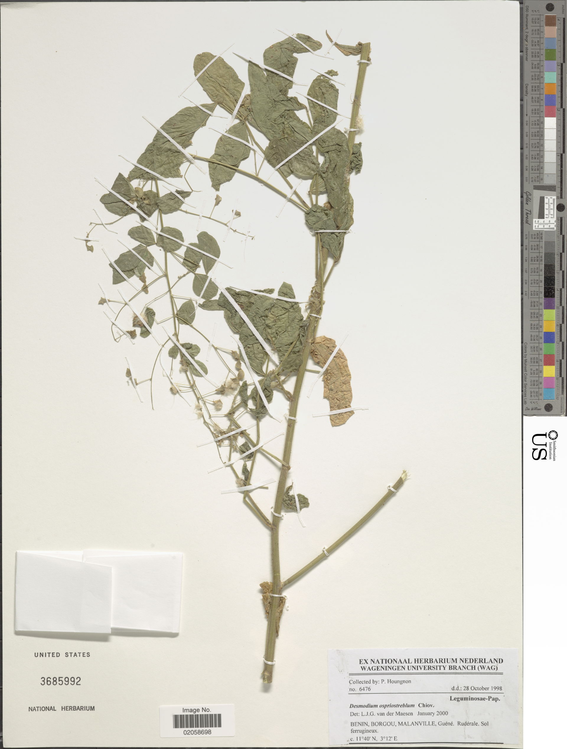 *Desmodium ospriostreblum Chiov.
Object Details
Biogeographical…