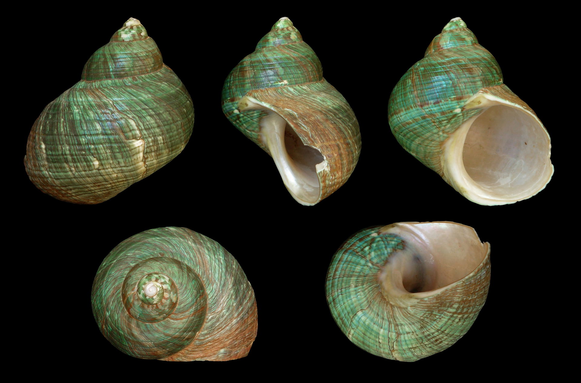 Giant Green Turbo; diameter 8.0 cm; Originating from the Indian…