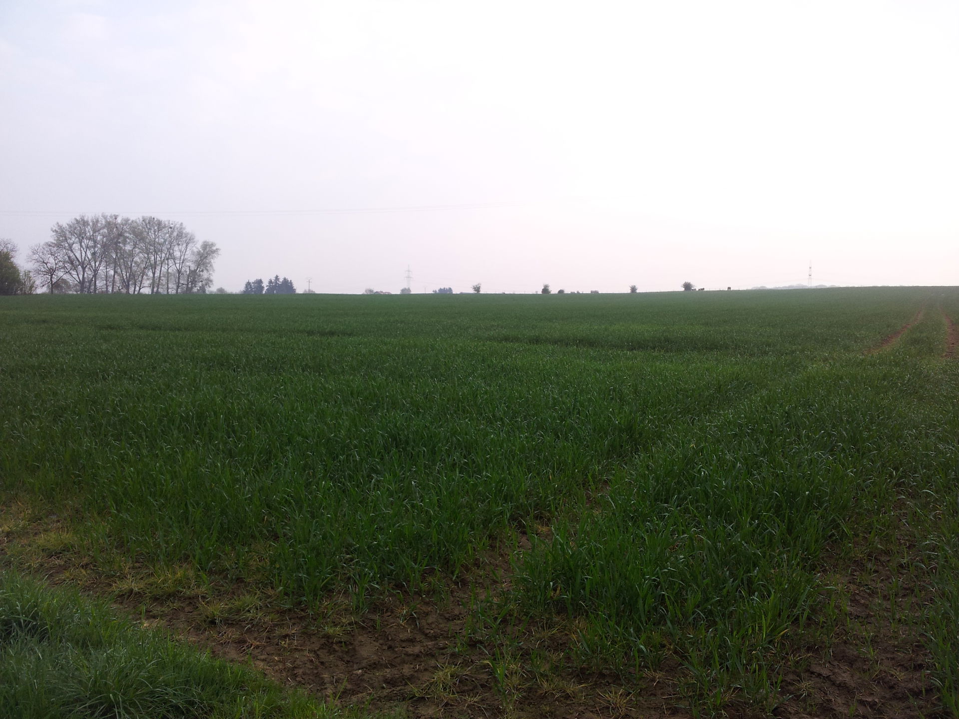 Mondercange farm field in May morning