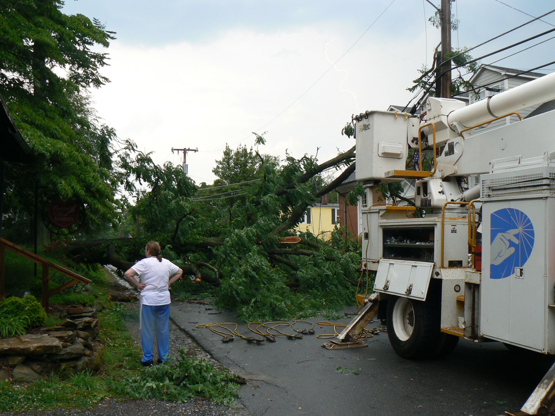 Tree down #3