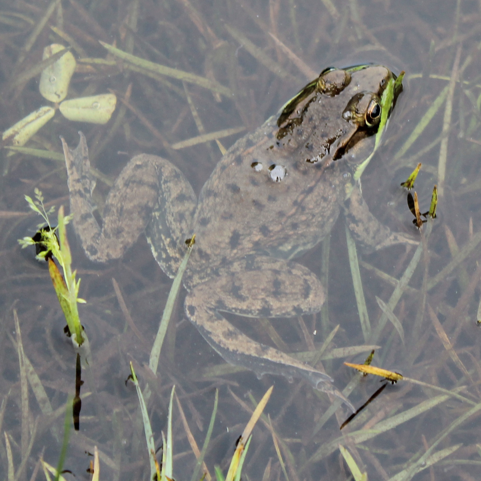 Frog in Fox River Grove, IL